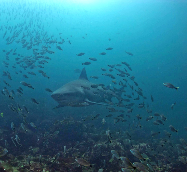 Shark in Costa Rica shark in costa rica