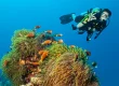 seo for coral coast divers fiji