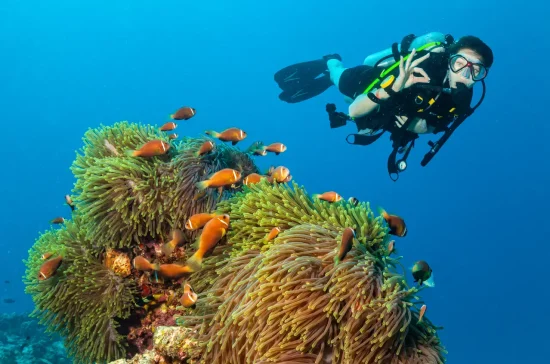 PADISSIDivingFiji seo for coral coast divers fiji