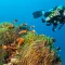 seo for coral coast divers fiji