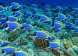 seo scuba shops